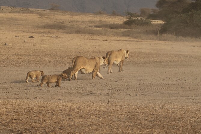3 Days Serengeti & Ngorongoro Group Camping Safari - Day 1: Arusha to Serengeti plains game drive and night under canvas