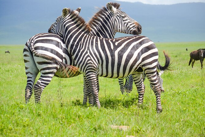 3 Days Serengeti & Ngorongoro Lodge Safari - Key things that make this safari feel worth it
