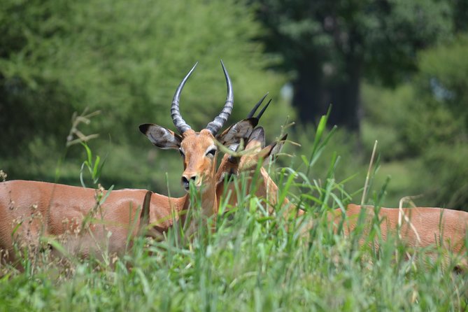 3 Days Serengeti & Ngorongoro Lodge Safari - Day 3 at 6:15 am: Descending Ngorongoro for Black Rhino Search