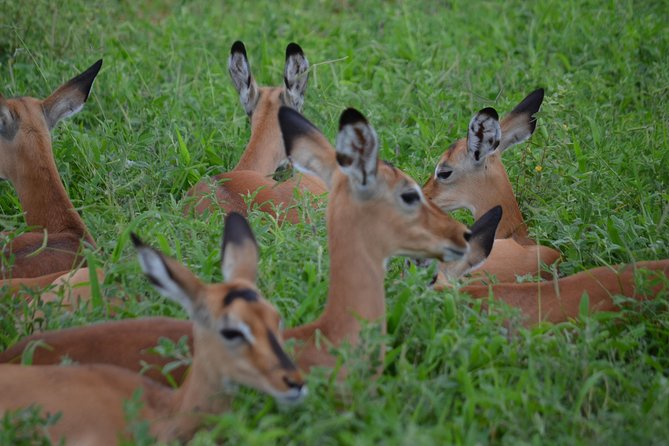 3 Days Serengeti & Ngorongoro Lodge Safari - Guide Quality and Small-Group Size, with Mohammed, Elias, David, and Ally