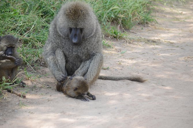 3 Days Serengeti & Ngorongoro Lodge Safari - Price and Value at $1,440, Plus Weather and Timing