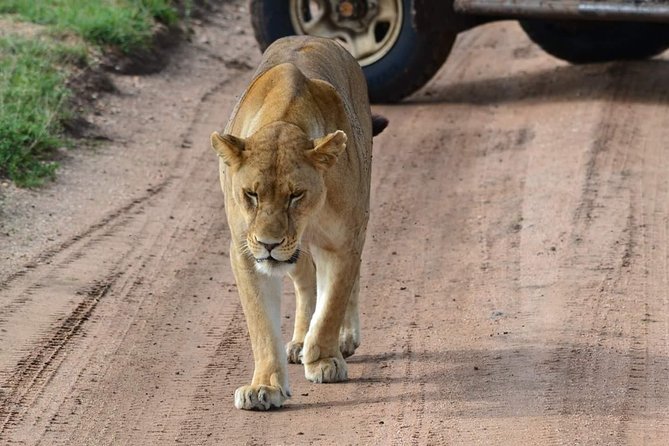 3 Days Serengeti & Ngorongoro Tour - Serengeti and Ngorongoro in 3 days, what that pace really means