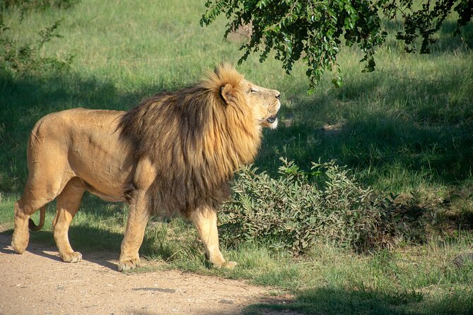 3 Days Tanzania Budget Group Joining Safari Tour - Key highlights you should care about