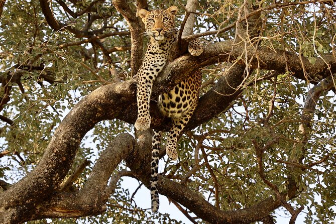 3 Days Tanzania Budget Group Joining Safari Tour - Day 1 Tarangire National Park: Baobabs, Elephants, and Photo-Friendly Drives