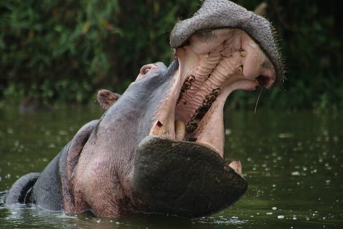 3 Days Tanzania Budget Group Joining Safari Tour - Meals, Camping, and the Real Meaning of Included