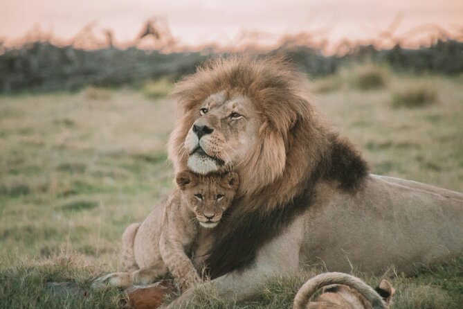 3 Days Tanzania Budget Group Joining Safari Tour - Day 2 Ngorongoro Crater: Big Wildlife in a Natural Bowl