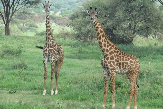 3 Days Tanzania group join safari - Serengeti & Ngorongoro crater - Day 3, Ngorongoro crater tour and the “Big Five” focus