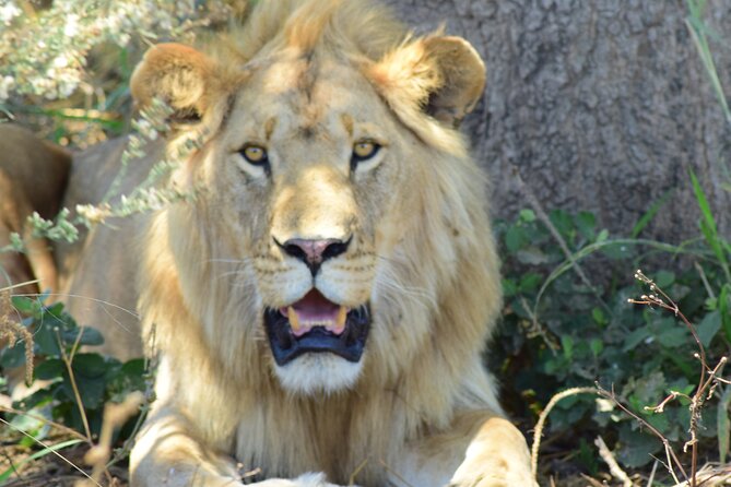 3 Days Tanzania group join safari - Serengeti & Ngorongoro crater - Day 1, Arusha to Serengeti: transfer time that still feels like safari time