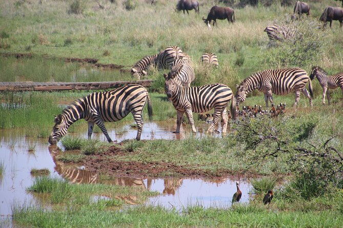 3 Days Tanzania Private Budget Safari to Serengeti & Ngorongoro - Day 2 Serengeti full day: waterholes, plains, and migration timing