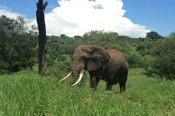 3 Days Tanzania Safari - Day 2 at Ngorongoro Crater: the 600 m drop and high density wildlife