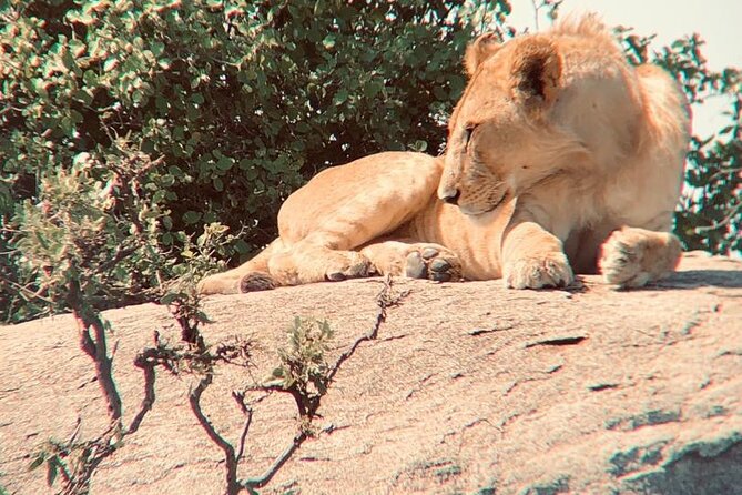 3 Days Tanzania Safari - The driving style, vehicle comfort, and how it affects your sightings