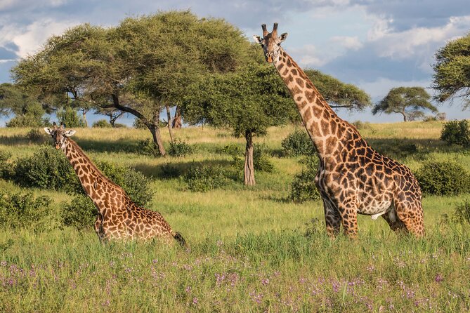 3 Days Tanzania Safari: Tarangire, Manyara and Ngorongoro Crater - Price and value: what $998.65 is paying for