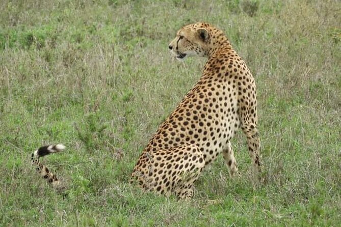 3 Days Tanzania Safari Tarangire, Manyara, & Ngorongoro Crater. - A 3-day northern circuit that actually stays manageable