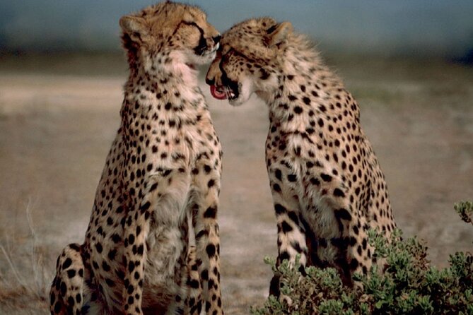 3 Days Tanzania Safari to Manyara Tarangire and Ngorongoro - Tarangire National Park: baobabs, elephant families, and predator patience