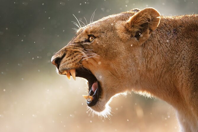 3 Days Tanzania Safari to Manyara Tarangire and Ngorongoro - Lake Manyara National Park: tree-climbing lions and a birding-friendly rhythm
