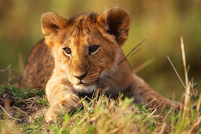 3 Days Tanzania Safari to Manyara Tarangire and Ngorongoro - Meals, water, and timing: how the day stays manageable