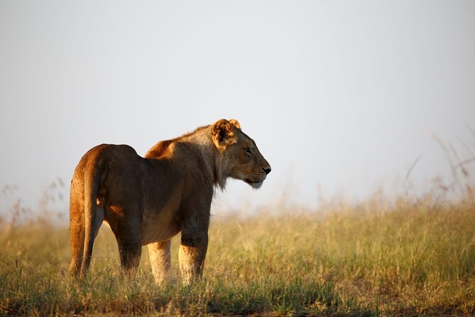 3 Days Tanzania Safari to Manyara Tarangire and Ngorongoro - Who should book this Tanzania North Circuit combo
