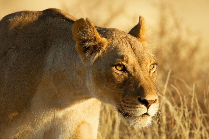3 Days Tanzania Safari to Manyara Tarangire and Ngorongoro - Overnight at Fig Tree Lodge & Campsite: a practical reset before Lake Manyara