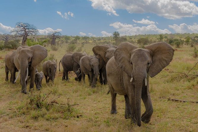 3-Days Tanzania Safari Tours - Key highlights before you go