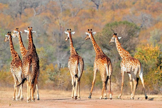 3-Days Tanzania Safari Tours - 3 Days Tanzania Safari Tours: the real value of this short circuit