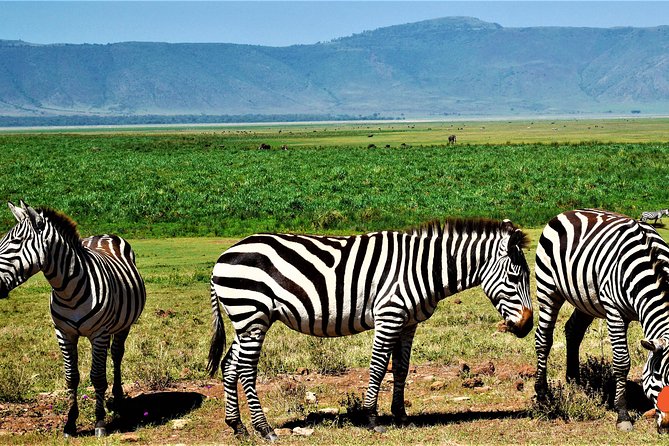 3 Days Tanzania Safari - Day 1 at Lake Manyara: tree-climbing lions and flamingos at the soda lake