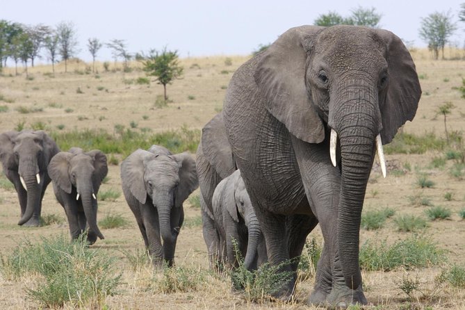 3 Days Tanzania Short and Spicy - A Short Safari That Still Feels Like Wild Africa