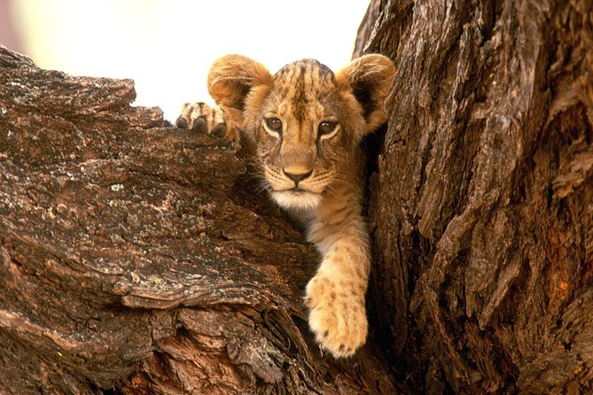 3 Days Tanzania Short and Spicy - Should You Book 3 Days Tanzania Short and Spicy?