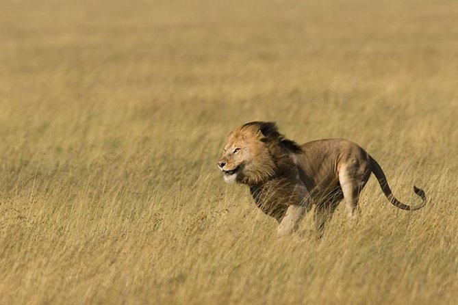 3 Days Tanzania Short and Spicy - Ngorongoro Crater: Morning Light, Big Five Chances, and Tight Scanning