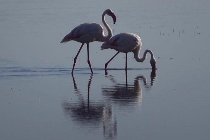 3 - Days Tanzania Wildlife Safari - Starting in Arusha: pickup, comfort, and a private setup