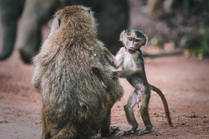 3 - Days Tanzania Wildlife Safari - How the guide really changes what you see