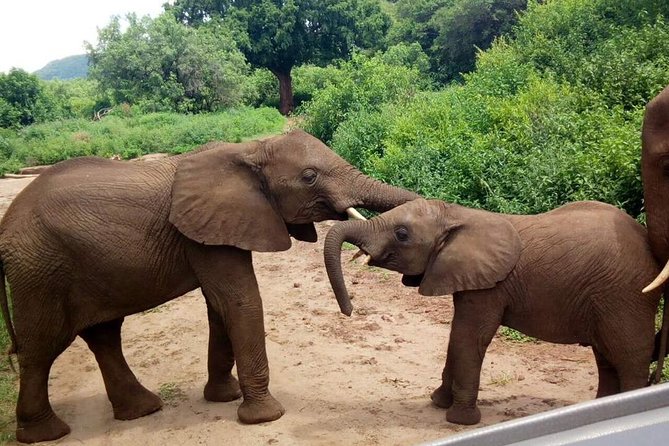 3 - Days Tanzania Wildlife Safari - Day 1 Lake Manyara: flamingos, birds, and big-game chances