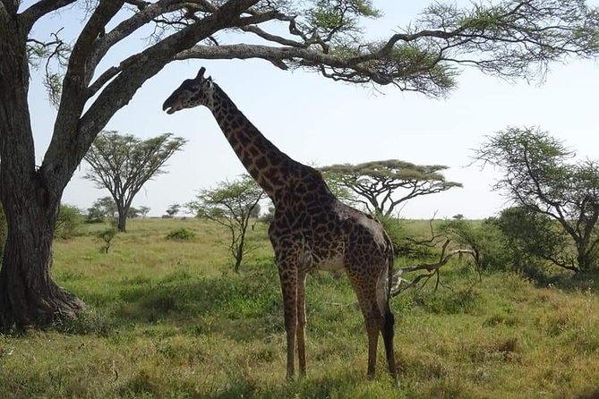 3 days Tarangire, Lake Manyara and Ngorongoro - What animals you might see (and why your expectations should be flexible)