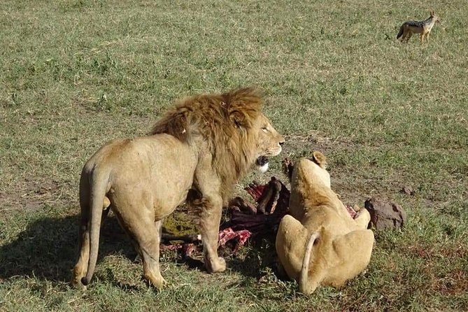 3 days Tarangire, Lake Manyara and Ngorongoro - The team makes the safari: Humphrey, George, and small-group attention