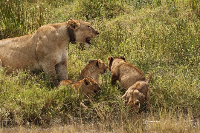 3 Days Tarangire, Ngorongoro & Lake Manyara Group Camping Safari - Three Parks in Three Days, with Real Time in the Game Drives