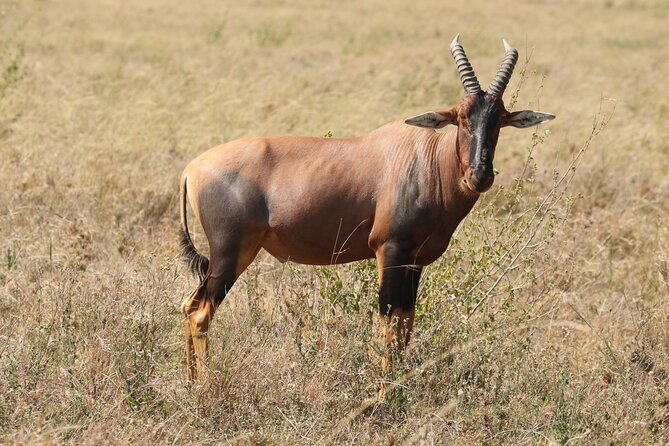 3 Days Tarangire, Ngorongoro & Lake Manyara Group Camping Safari - Day 3 Lake Manyara: Baboons, Baobab-Studded Views, and Tree-Climbing Lions