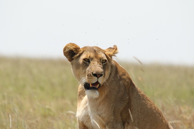 3 Days Tarangire, Ngorongoro & Lake Manyara Group Camping Safari - Camping Setup and Included Meals That Keep You Comfortable