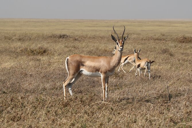 3 Days Tarangire, Ngorongoro & Lake Manyara Group Camping Safari - Price Check: Is $700 Good Value for Tarangire, Ngorongoro, and Manyara?