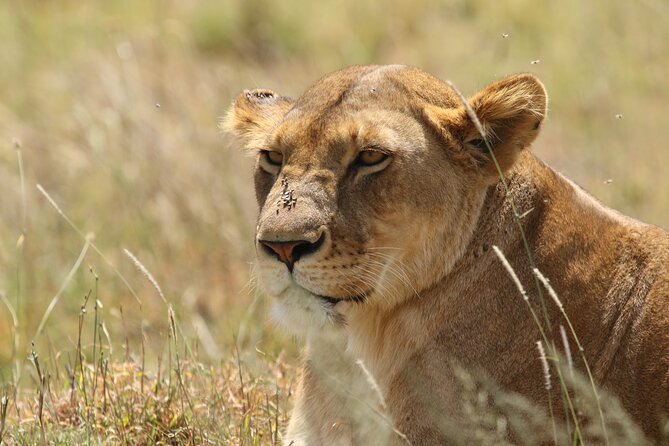 3 Days Tarangire, Ngorongoro & Lake Manyara Group Camping Safari - Who This Safari Fits Best, and Who Should Rethink It