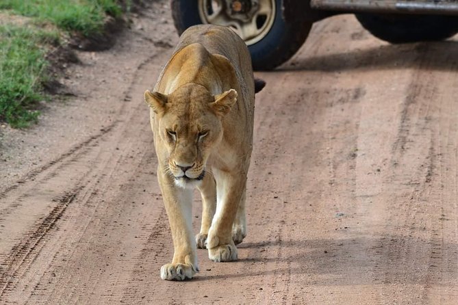 3 days Tarangire, Ngorongoro & Lake Manyara package - A tight Northern Circuit that still feels unhurried