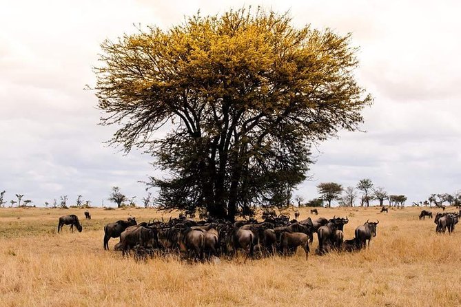 3 days Tarangire, Ngorongoro & Lake Manyara package - Group size and guiding: where quality shows up