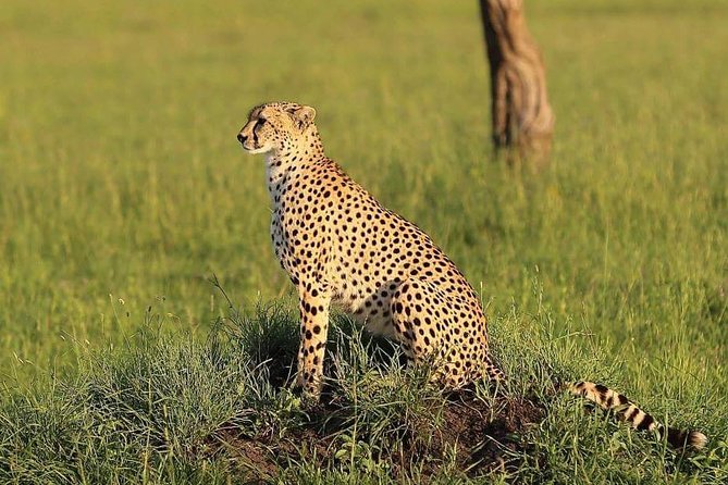 3 days Tarangire, Ngorongoro & Lake Manyara package - Lake Manyara: flamingoes, hot lunches, and the tree-climbing lion quest