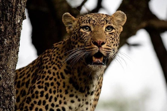 3 Days Unique safari Selous Game Reserve Tanzania - Key Highlights Before You Go
