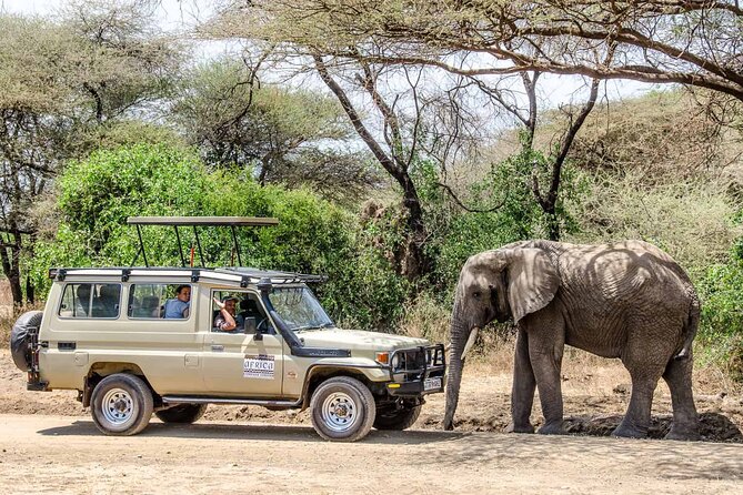 3Days luxury safari to Tarangire Ngorongoro crater and Manyara - Day 1 in Tarangire National Park: giant elephant herds and a calmer savannah pace