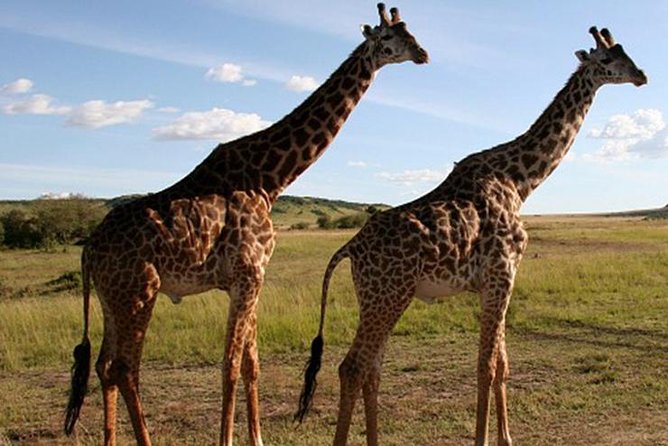 3Days Safari to Tarangire Ngorongoro and manyara lodge safari - What you get for $645 per person, and why it adds up