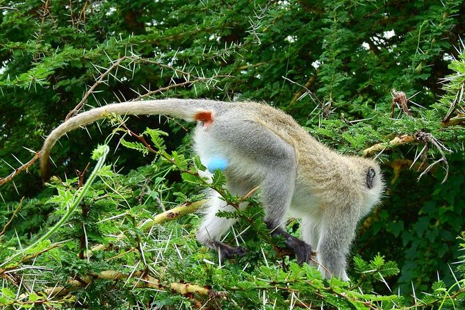 3Days Safari to Tarangire Ngorongoro and manyara lodge safari - Jeep, guide, and how to get better sightings