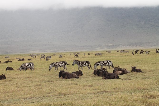 3Days Safari to Tarangire Ngorongoro and manyara lodge safari - Who this safari is best for