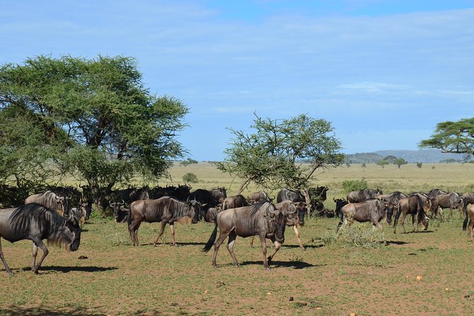 3Days Safari to Tarangire Ngorongoro and manyara lodge safari - Should you book Dancing Simba Safaris for this 3-day circuit?