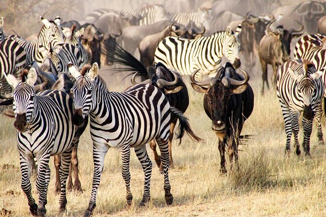3Days Safari to Tarangire Ngorongoro and manyara lodge safari - Ngorongoro Crater on Day 2: a 600-meter drop and a packed food chain