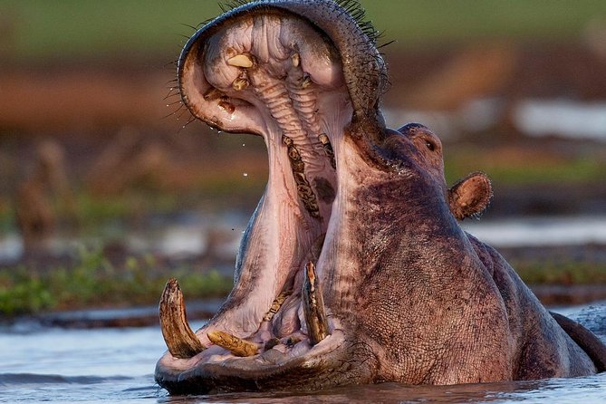 4 Day: Astonishing Group Safari - A 4-day shortcut through Tanzania’s Big Safari Route