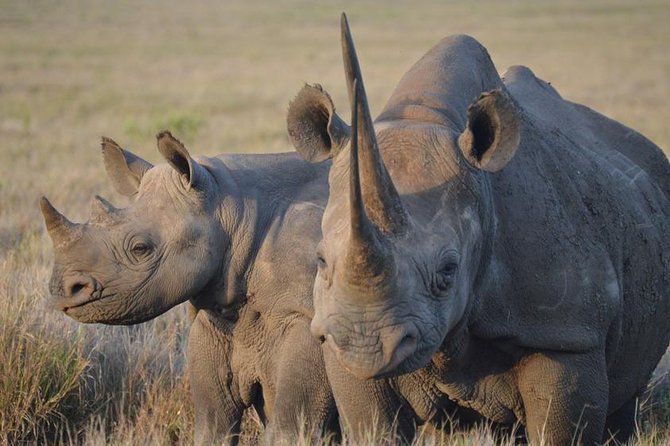 4 Day: Astonishing Group Safari - Ngorongoro Crater day: early sunrise drives and the black rhino target
